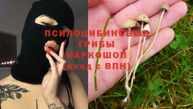 купить наркотик  Шлиссельбург  Галлюциногенные грибы Magic Shrooms 